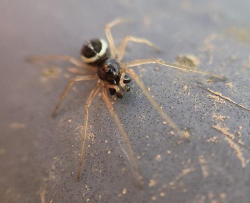 Pachygnatha degeeri